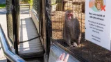 Granby Zoo warns visitors after physical contact with Japanese macaque; public health issues guidance