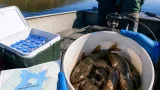 Researchers probe whether contagious catfish cancer found near Quebec border has reached New Brunswick